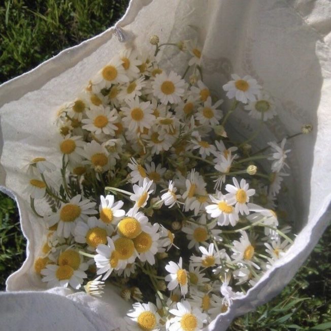 Chamomile flowers in a white towel